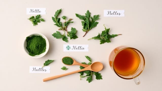 Ortie : compléments alimentaires, formes et dosages comparés