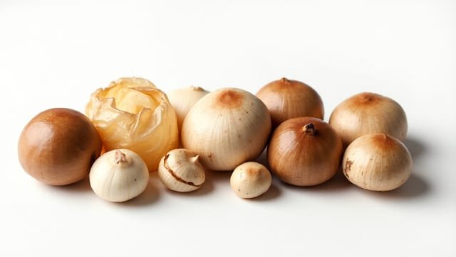 Shiitake : compléments alimentaires, formes et dosages comparés
